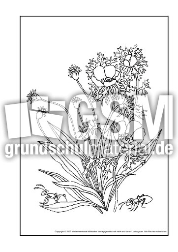 Mohnblume - Ausmalbilder Blumen - Frühling - Jahreszeiten - HuS Klasse